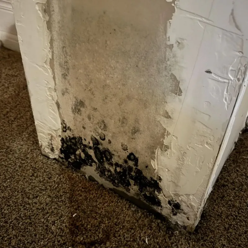 Professional Mold Removal in Cave Spring, VA